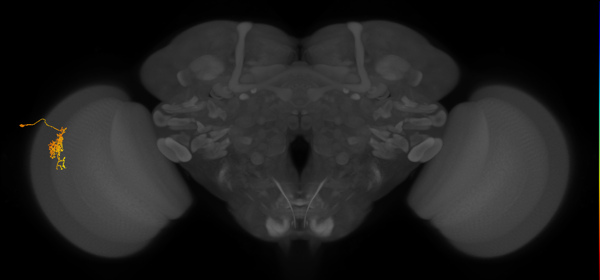 Cm6_L (MaleCNS:69318)