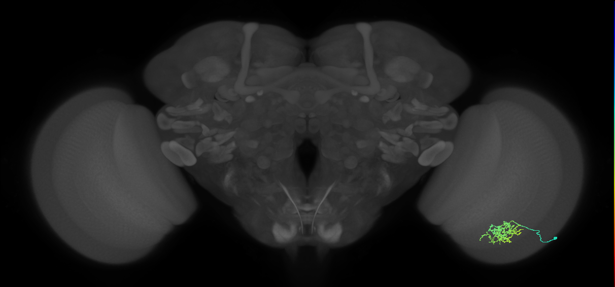 Cm6_R (MaleCNS:66622)