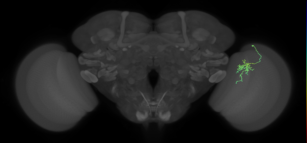 Cm6_R (MaleCNS:106215)