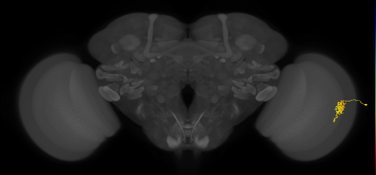 Cm6_R (MaleCNS:123298)