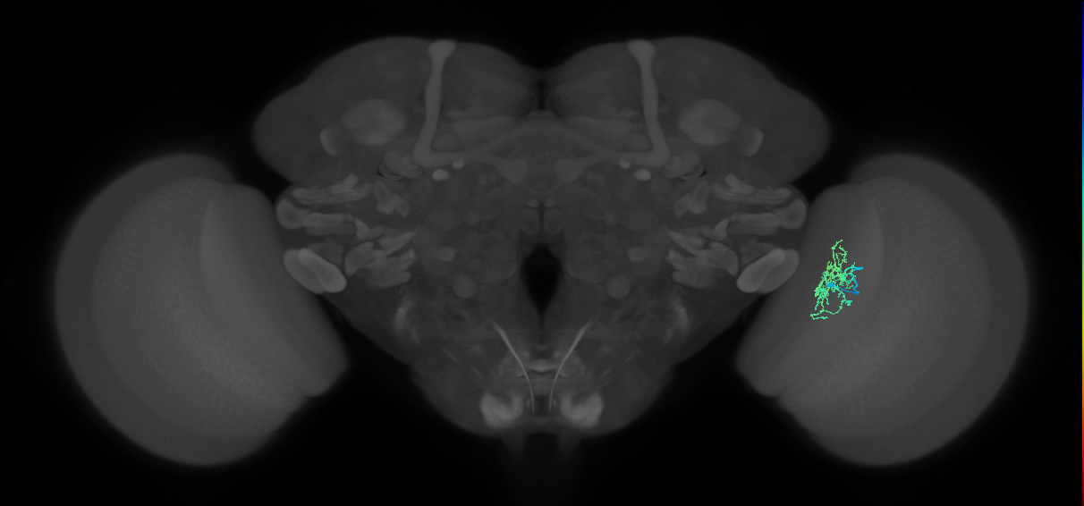 Cm6_R (MaleCNS:90641)