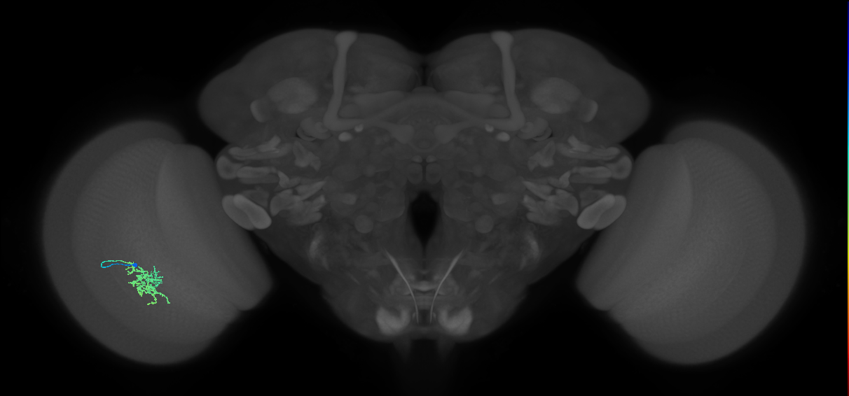 Cm6_L (MaleCNS:78435)