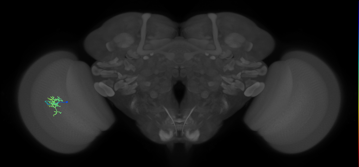 Cm6_L (MaleCNS:531005)