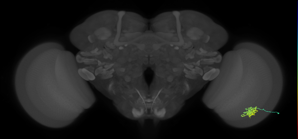 Cm6_R (MaleCNS:64708)