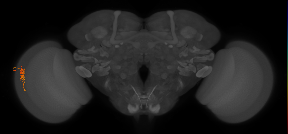 Cm6_L (MaleCNS:543300)