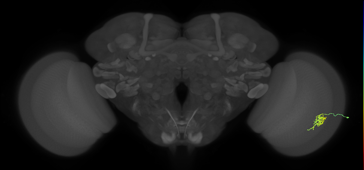 Cm6_R (MaleCNS:110284)