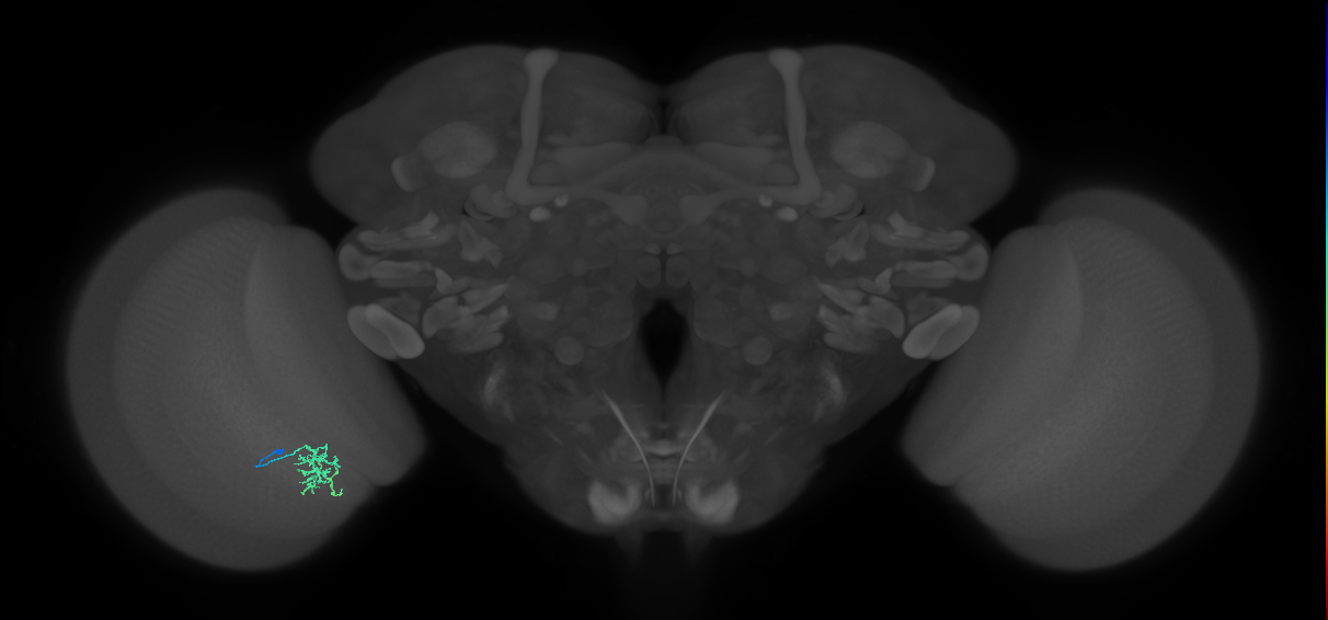 Cm6_L (MaleCNS:73662)