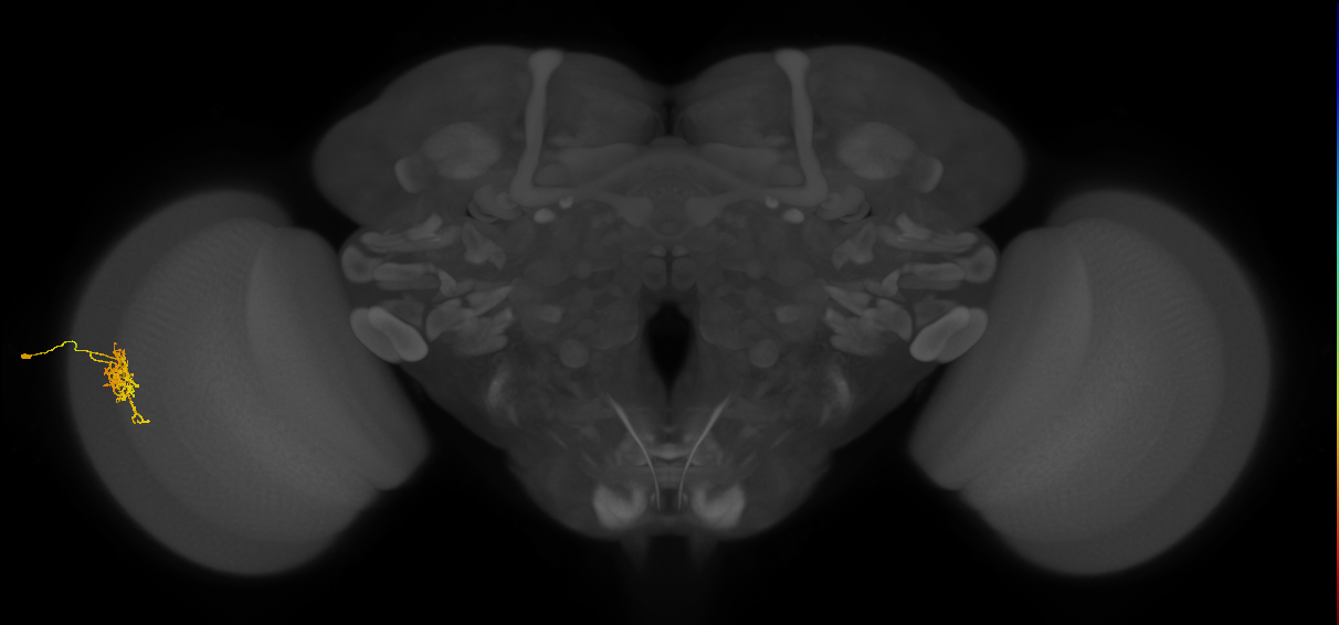 Cm6_L (MaleCNS:88260)