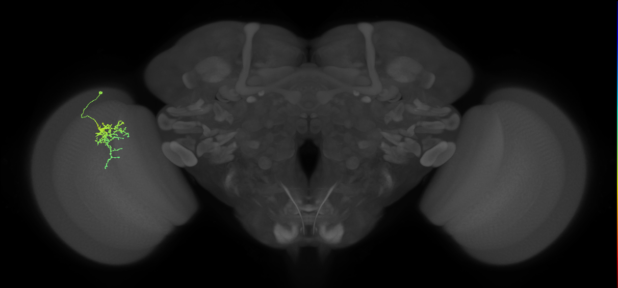 Cm6_L (MaleCNS:73928)