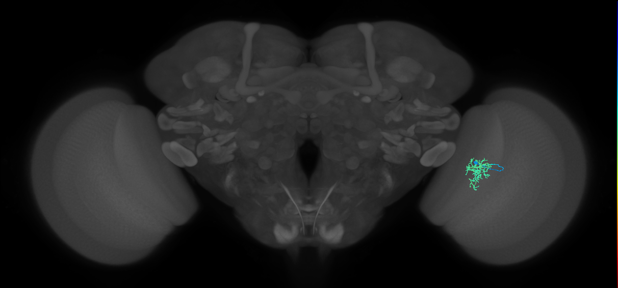 Cm6_R (MaleCNS:107372)