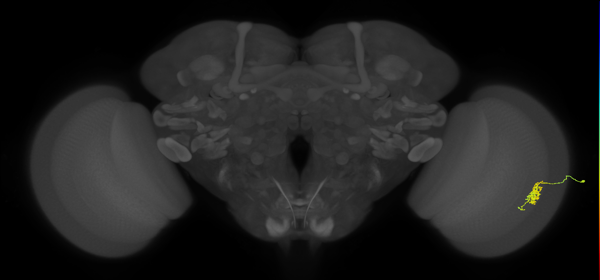 Cm6_R (MaleCNS:86227)