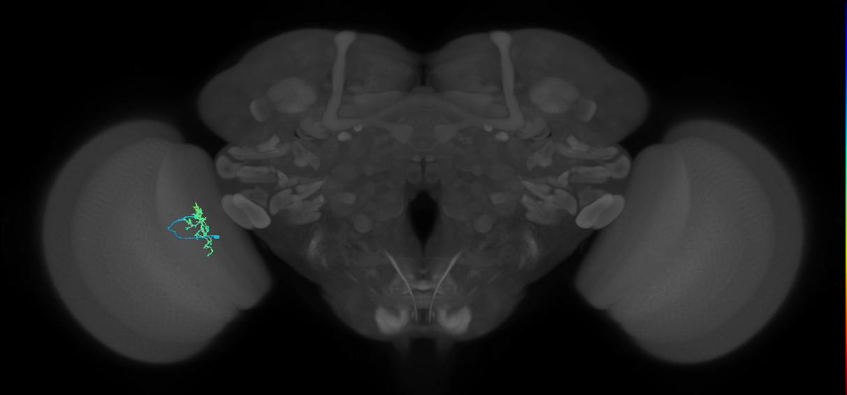 Cm6_L (MaleCNS:532340)