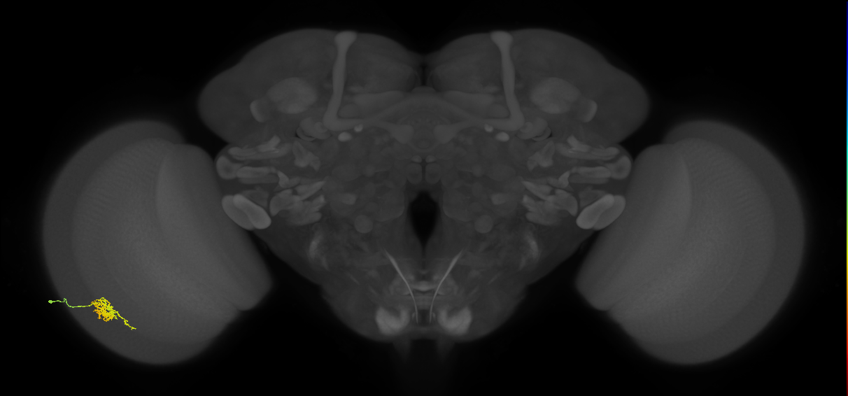 Cm6_L (MaleCNS:41169)