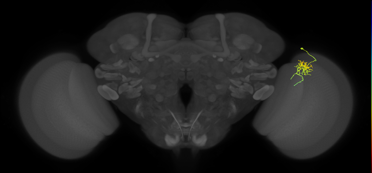 Cm6_R (MaleCNS:86662)