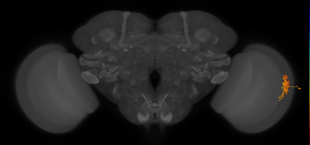 Cm6_R (MaleCNS:53653)
