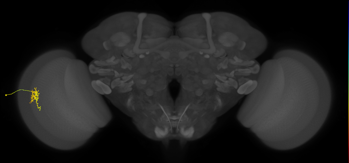 Cm6_L (MaleCNS:518667)