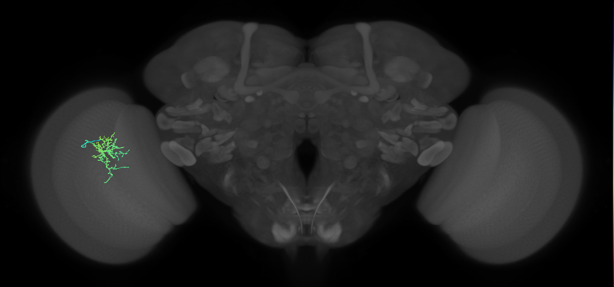 Cm6_L (MaleCNS:545812)