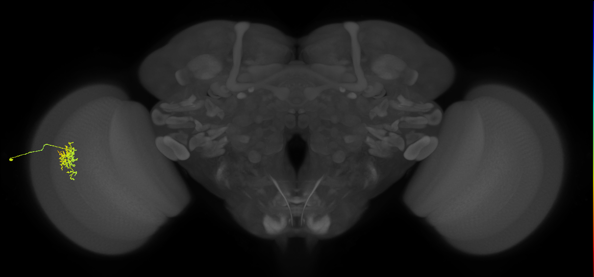 Cm6_L (MaleCNS:580756)