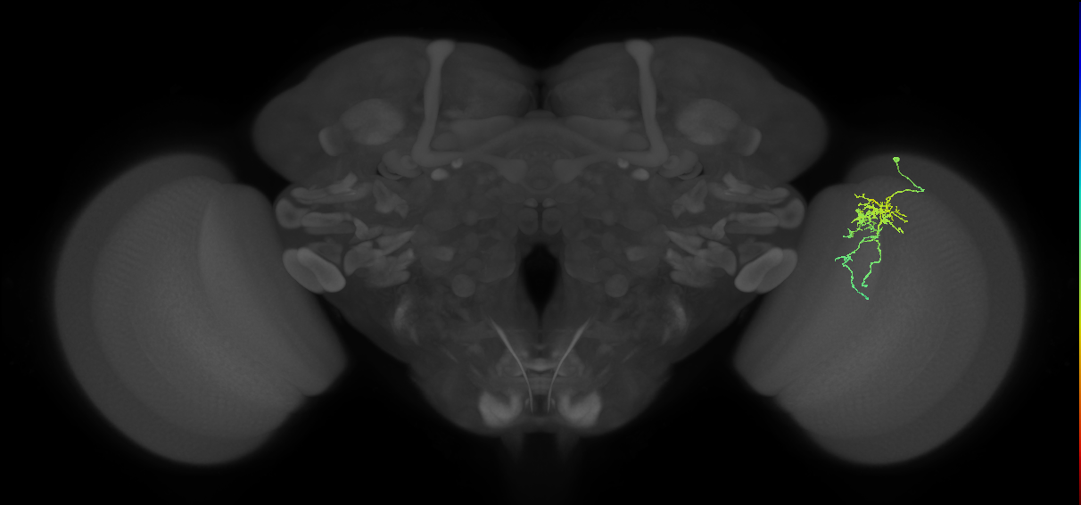 Cm6_R (MaleCNS:84885)