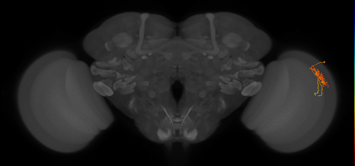 Cm6_R (MaleCNS:63683)