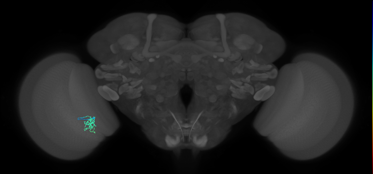 Cm6_L (MaleCNS:172970)