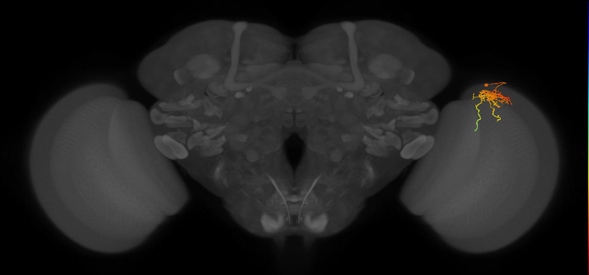 Cm6_R (MaleCNS:75055)