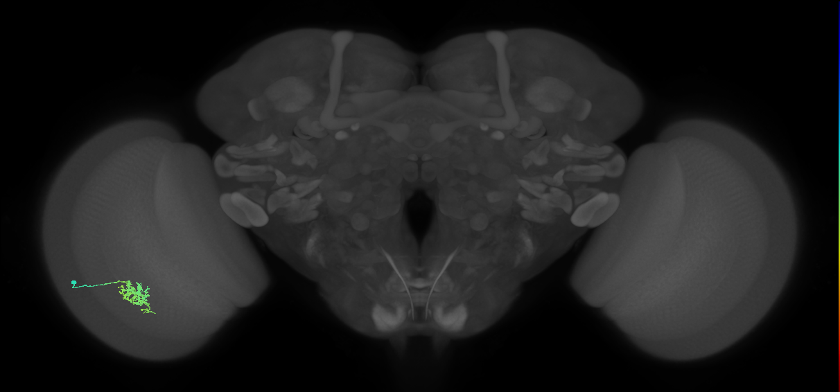 Cm6_L (MaleCNS:545400)