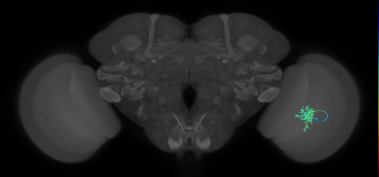 Cm6_R (MaleCNS:71806)