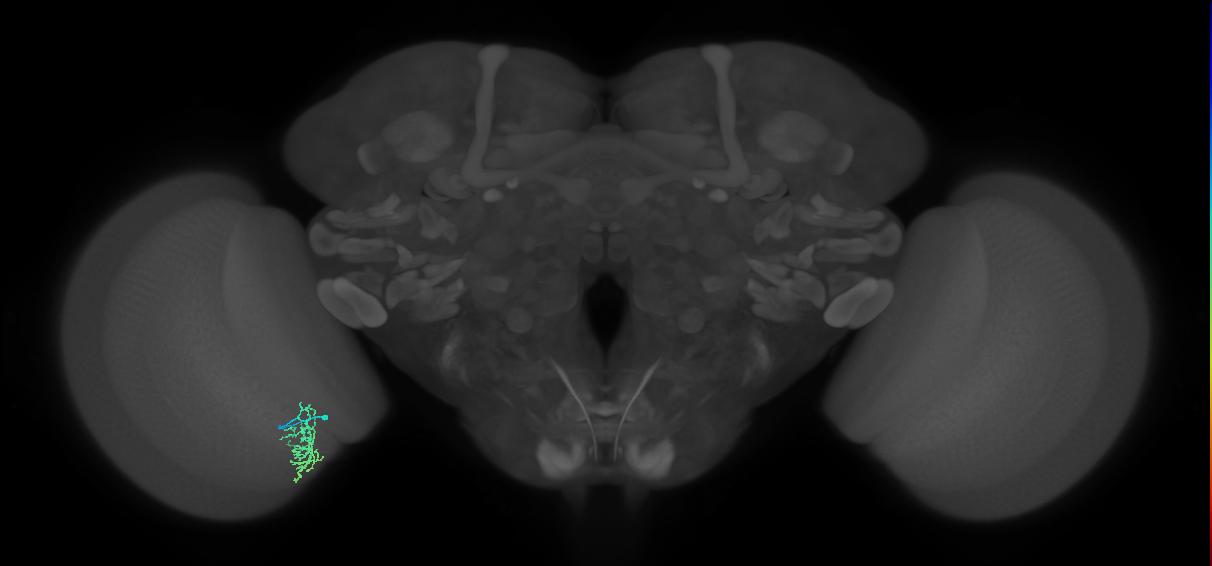 Cm6_L (MaleCNS:115309)