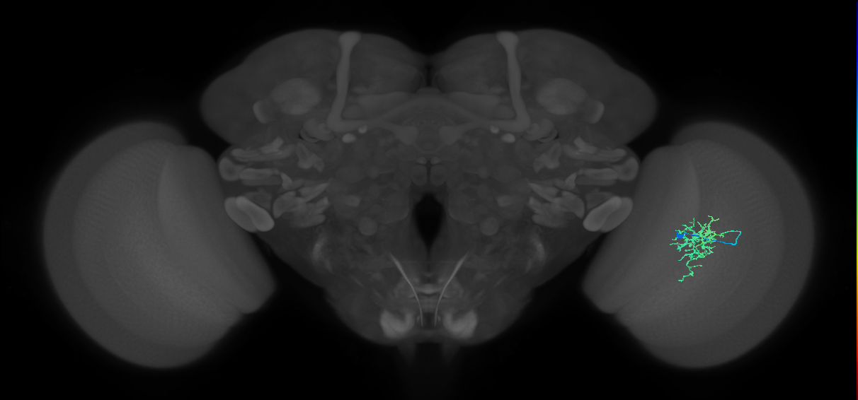 Cm6_R (MaleCNS:70863)