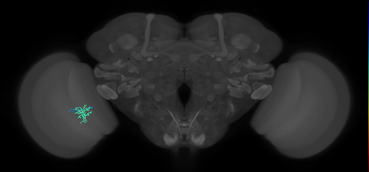 Cm6_L (MaleCNS:526879)