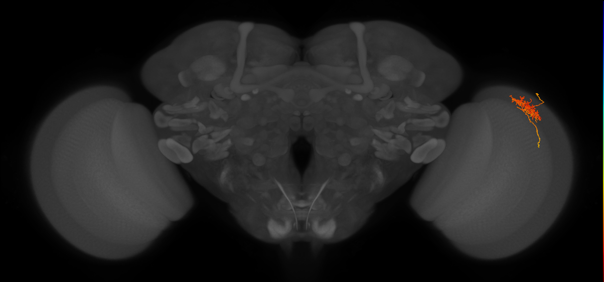 Cm6_R (MaleCNS:63676)