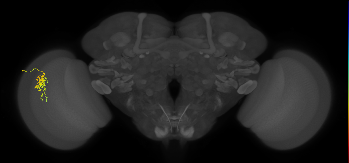 Cm6_L (MaleCNS:543074)