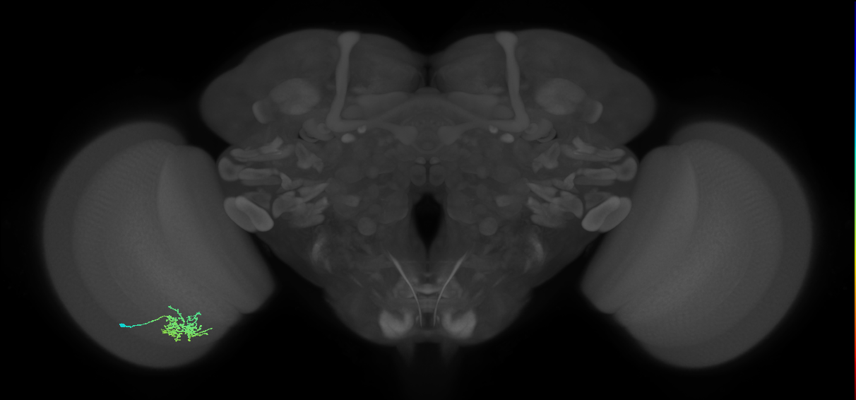 Cm6_L (MaleCNS:86695)