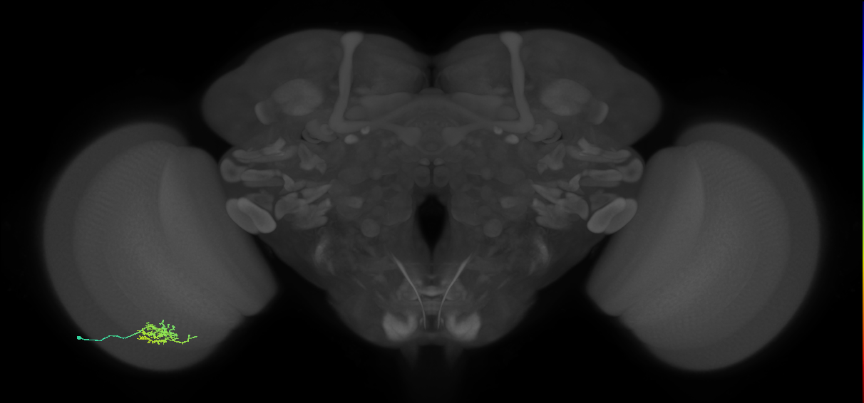 Cm6_L (MaleCNS:531948)
