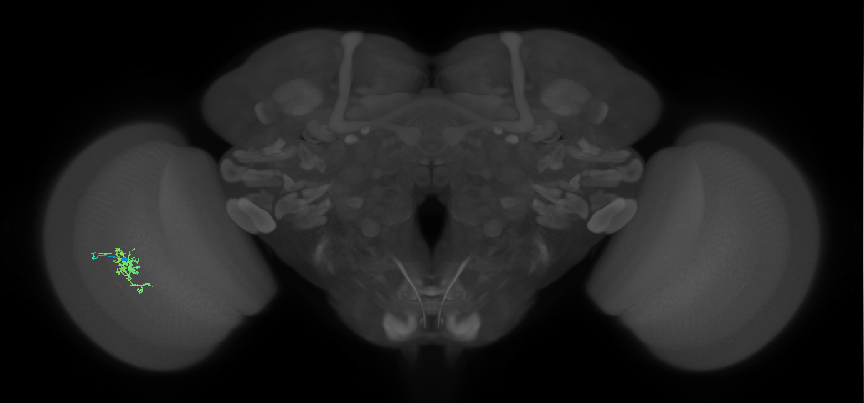 Cm6_L (MaleCNS:188692)