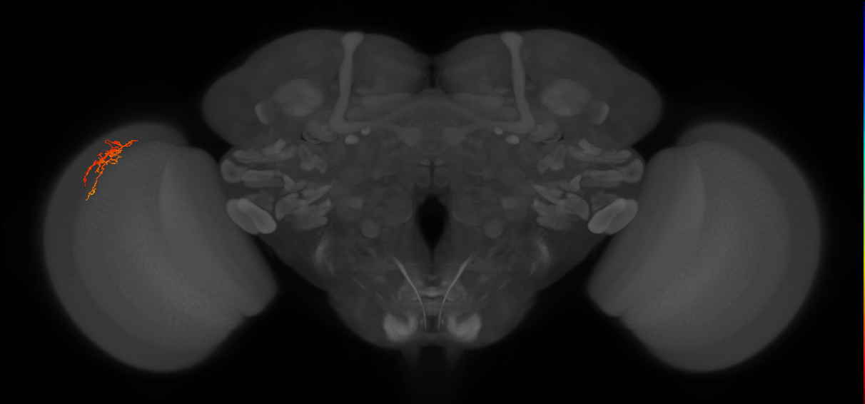 Cm6_L (MaleCNS:100326)