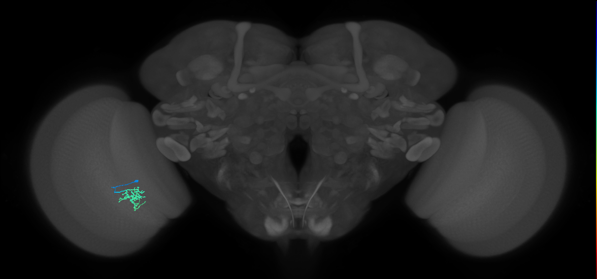 Cm6_L (MaleCNS:536115)