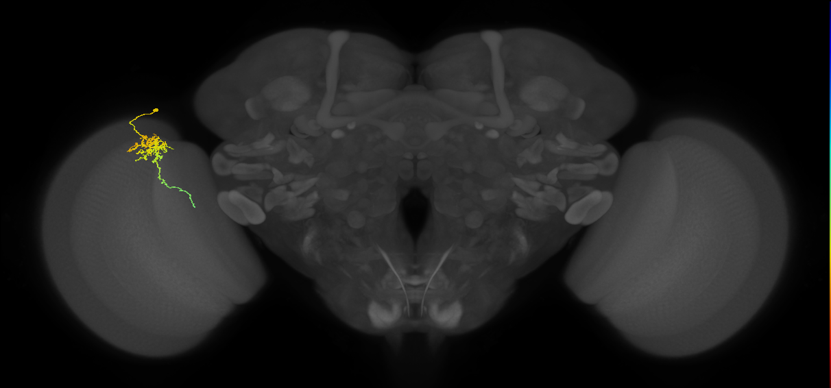 Cm6_L (MaleCNS:123131)