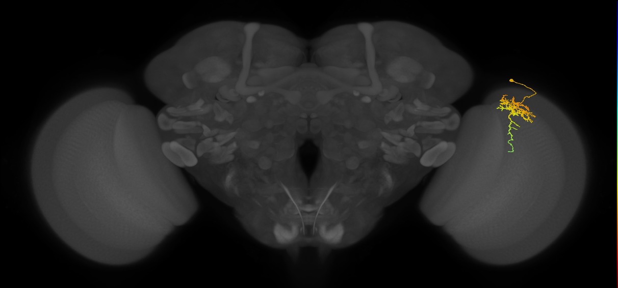 Cm6_R (MaleCNS:71625)