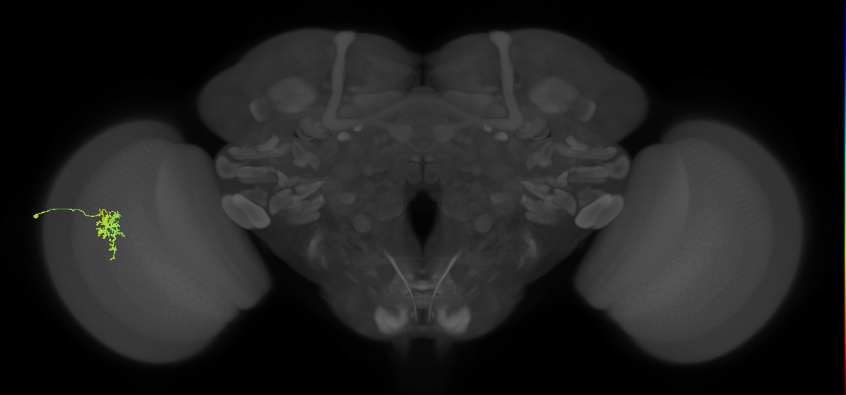 Cm6_L (MaleCNS:534906)