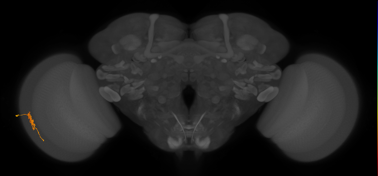 Cm6_L (MaleCNS:181157)