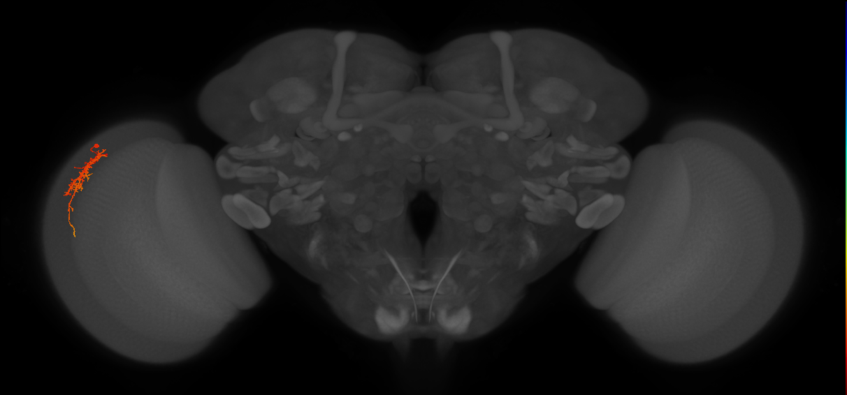 Cm6_L (MaleCNS:43149)