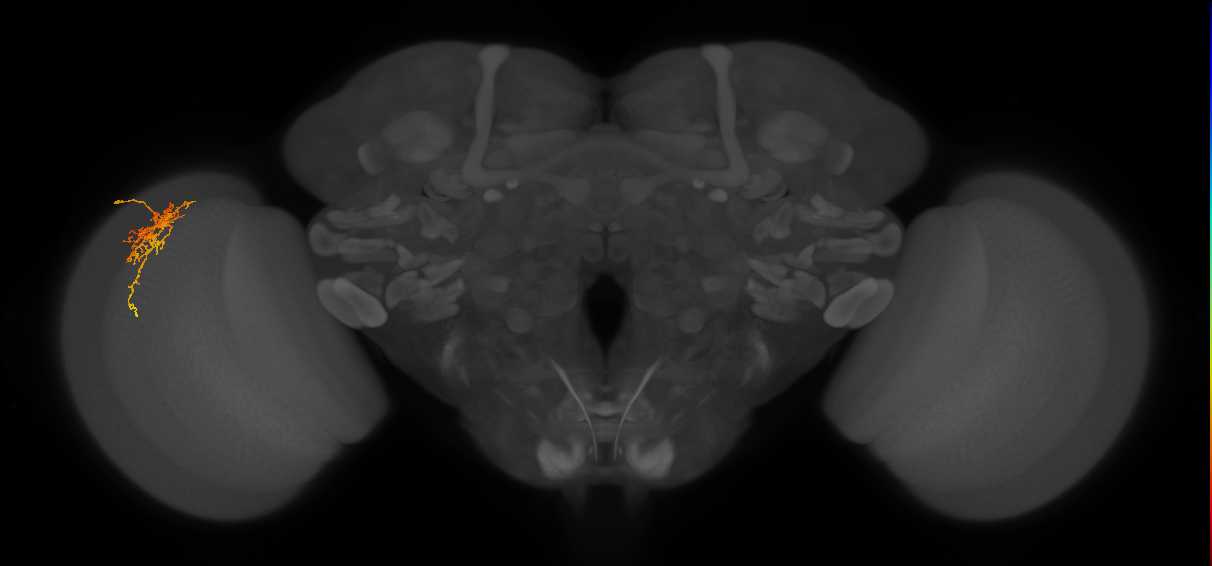 Cm6_L (MaleCNS:65525)