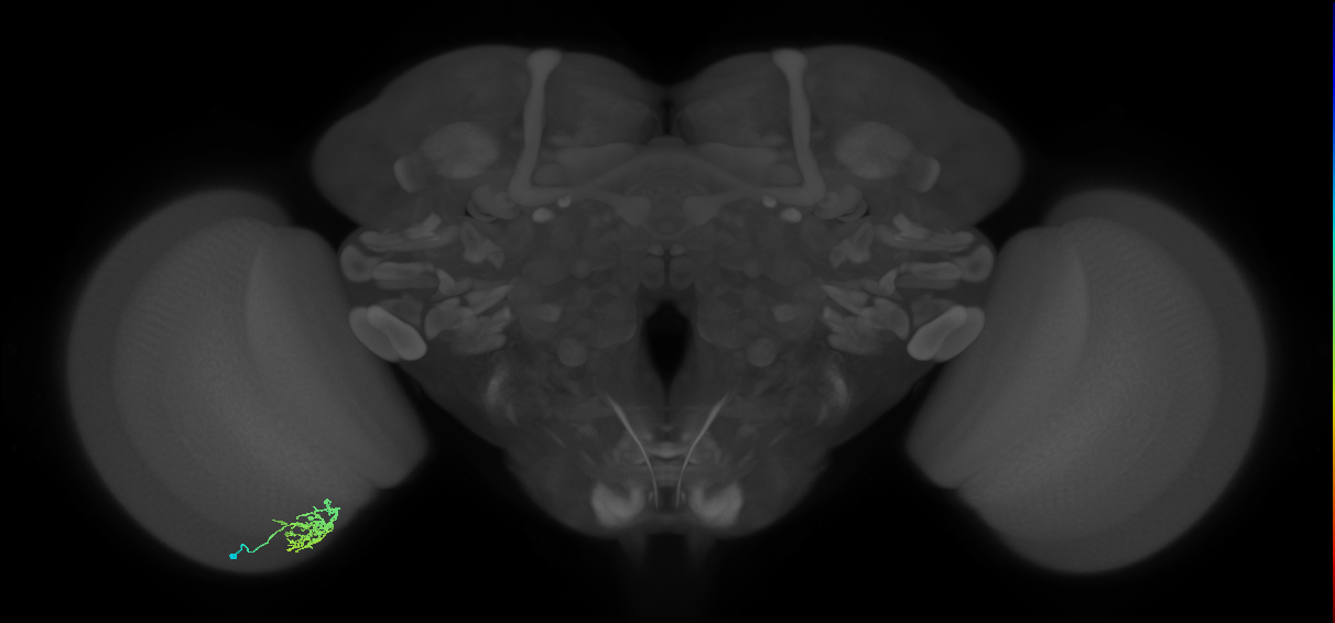 Cm6_L (MaleCNS:108176)