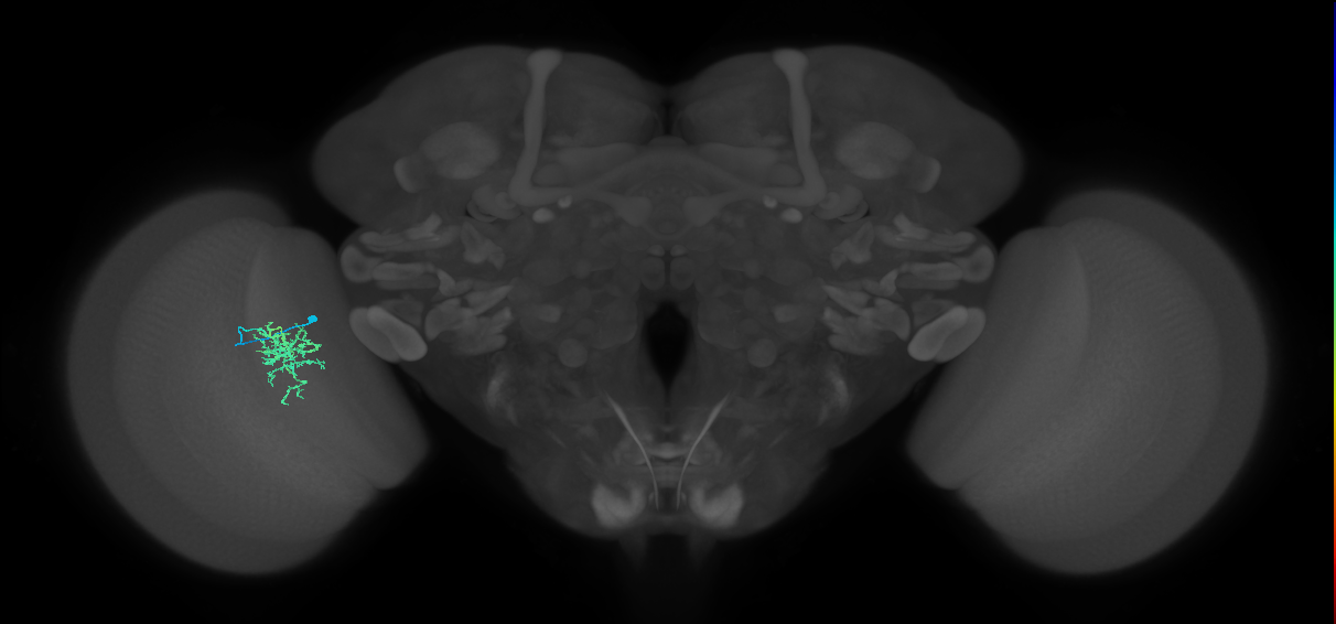 Cm6_L (MaleCNS:119657)