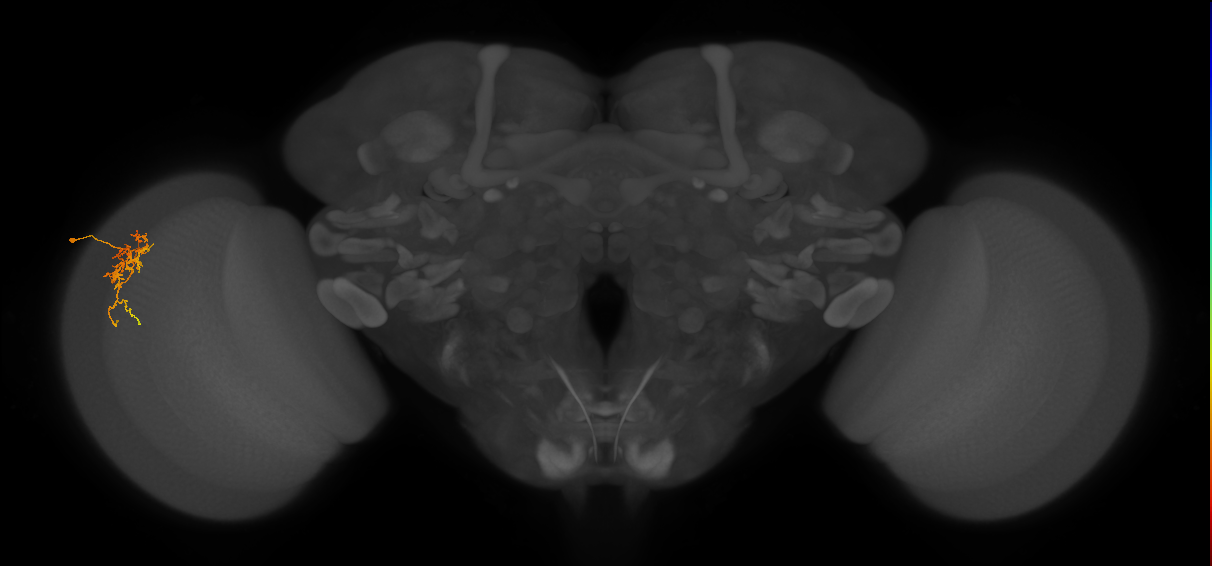 Cm6_L (MaleCNS:87250)