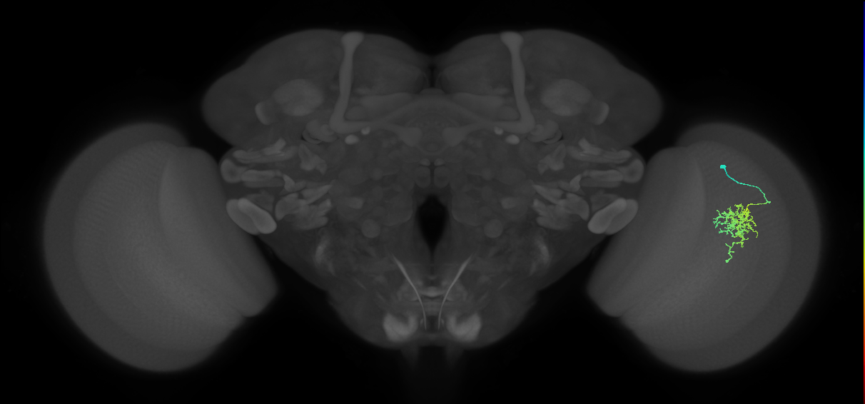 Cm6_R (MaleCNS:99581)