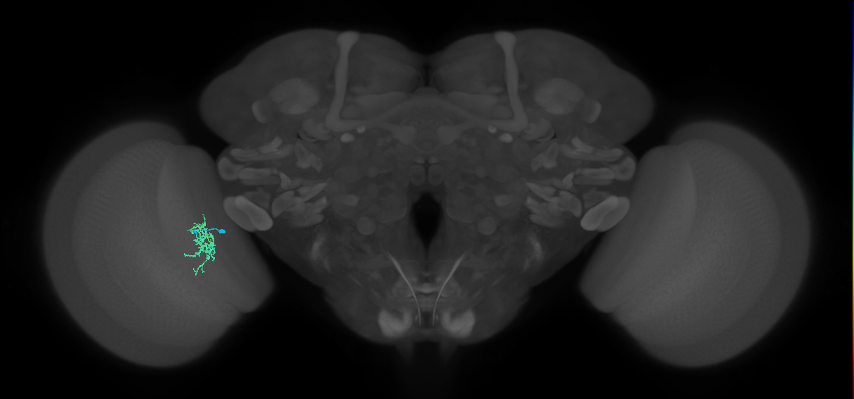 Cm6_L (MaleCNS:156146)