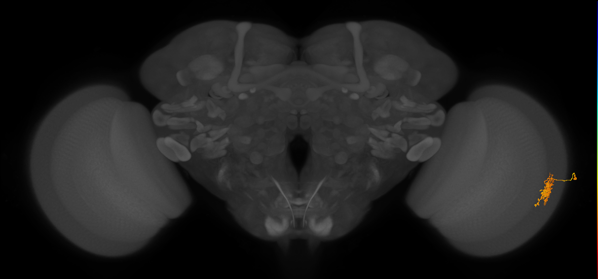 Cm6_R (MaleCNS:79020)